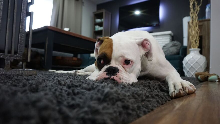 Dog Laying on Carpet Area Rug